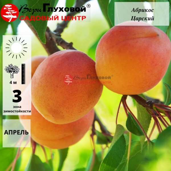Абрикос Царский (ранний сорт)
