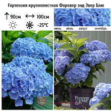 Основное изображение товара