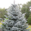 Ель колючая (Picea pungens) Эдит  40-60 С5 ПА/26