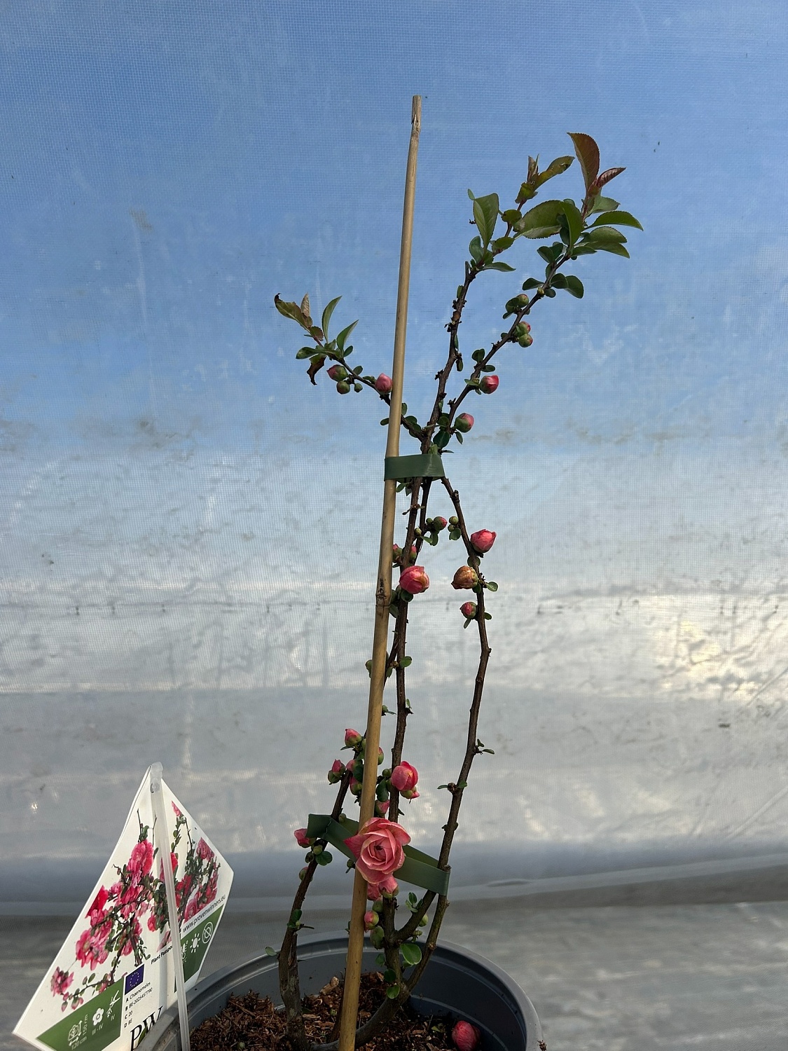 Хеномелес – весенний взрыв красок!