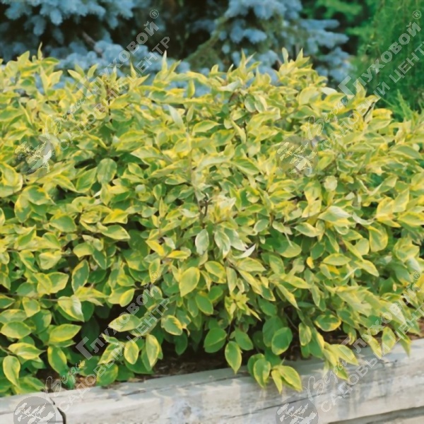 Дерен белый "Гоучаулти" на фото