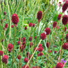 Кровохлебка лекарственная "Танна" на фото