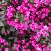 Вейгела цветущая (Weigela florida) Минор Блек  С3 СП/24