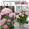 Гортензия древовидная (Hydrangea arborescens) Кандибель Баблгам 2-3вет ОКС СП/25