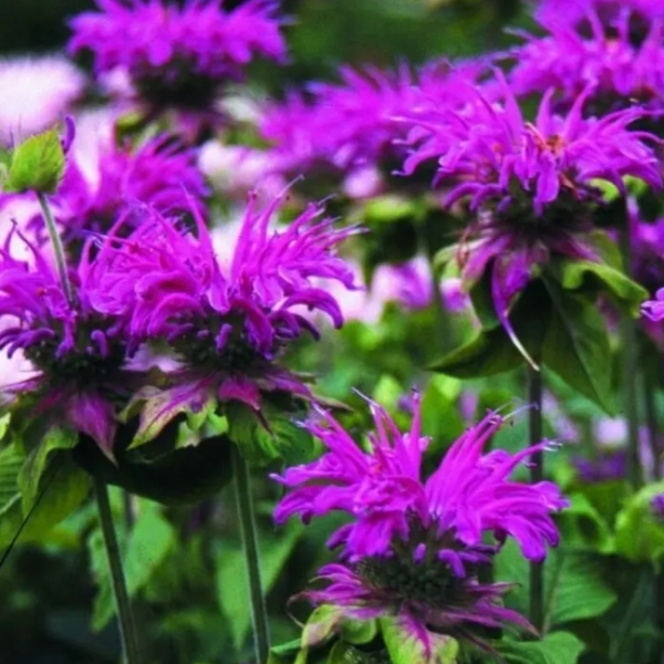 Основное изображение товара