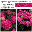 Гортензия крупнолистная 