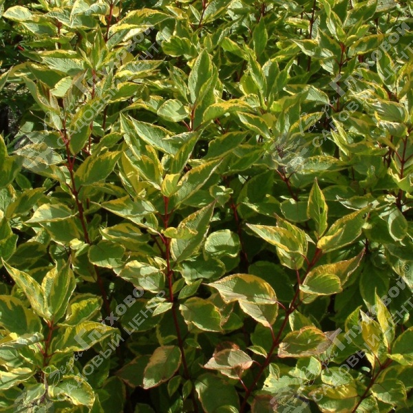 Дерен белый "Шпэти" на фото