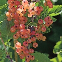 Основное изображение товара