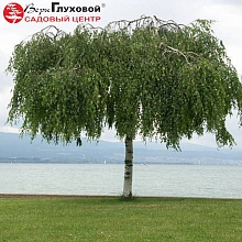 Основное изображение товара