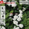 Спирея березолистная (Spiraea betulifolia) Исланд С7,5 БАл/24