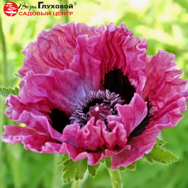 Основное изображение товара