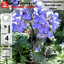 Основное изображение товара