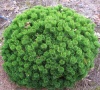 Сосна горная (Pinus mugo) Шервуд Компакт 25-30 С5 ГШт/25