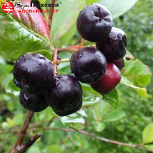 Основное изображение товара