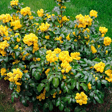 Основное изображение товара