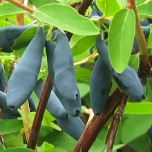 Основное изображение товара