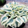 Хоста (Hosta) Фирн Лайн С2 ГлХ/26