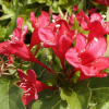 Вейгела цветущая (Weigela florida) Эвита С3 СП/24