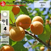 Абрикос Лель (V5-10л) (оч.ранний сорт, оранжевый)
