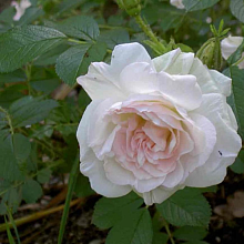 Основное изображение товара