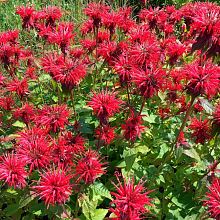 Основное изображение товара