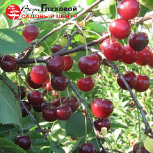 Рисунок 36.jpg