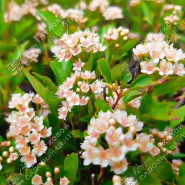 Пузыреплодник калинолистный "Литлл Грини" на фото