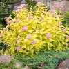 Спирея японская (Spiraea japonica) Голден Принцесс  С3 СП/25