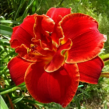 Основное изображение товара