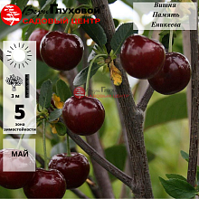 Вишня Памяти Еникеева (среднеранний сорт)