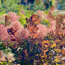 Основное изображение товара