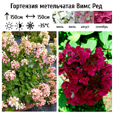 Основное изображение товара