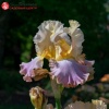 Ирис германский (Iris germanica) Сансет Скай С3 ГлХ/23