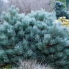 Сосна обыкновенная (Pinus sylvestris) Шантри Блю 30-40 С5 НБл/25