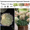 Гортензия метельчатая (Hydrangea paniculata) Гарденлайт Пинклайт Р9 СП/26