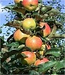 Яблоня колоновидная 