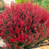 Барбарис Тунберга (Berberis thunbergii) Ред Компакт С3 СП/25