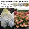 Гортензия метельчатая (Hydrangea paniculata) Диамантино Р9 СП/26