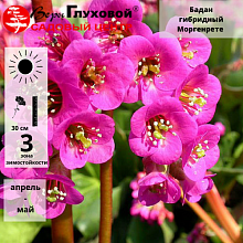 Основное изображение товара