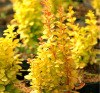 Барбарис Тунберга (Berberis thunbergii) Еллоу Берд С3 СП/24