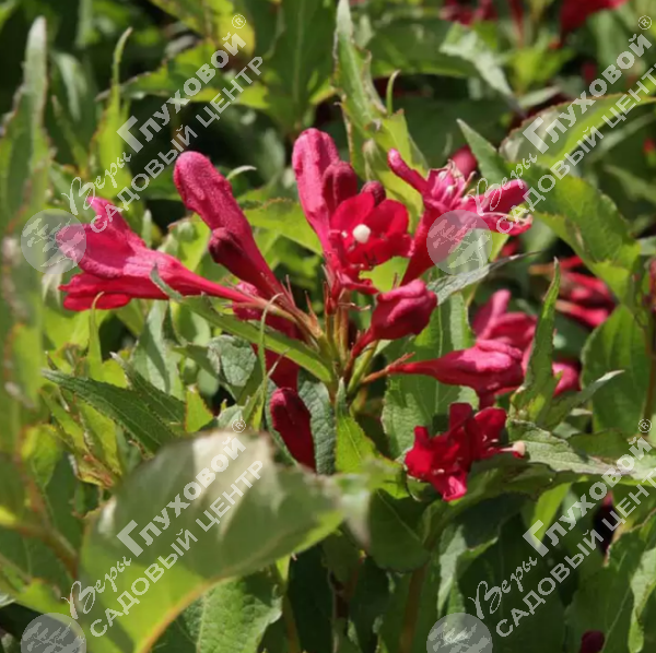 Вейгела цветущая "Вингс оф Файер" на фото