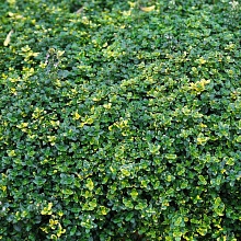 Основное изображение товара