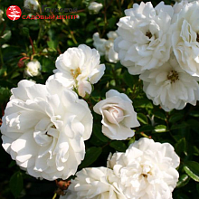 Основное изображение товара