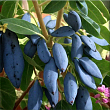 Жимолость 
