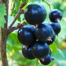 Основное изображение товара