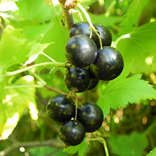 Рисунок 234.jpg