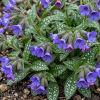 Медуница гибридная (Pulmonaria hybridum) Треви Фонтейн С2 НСп/26