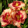 Лилейник (Hemerocallis) Лайс энд Липстик С3 ГлХ/26