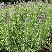 Основное изображение товара