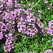 Тимьян ползучий